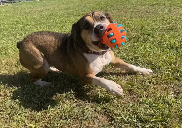 Cumberland Valley Animal Shelter - Chambersburg, PA