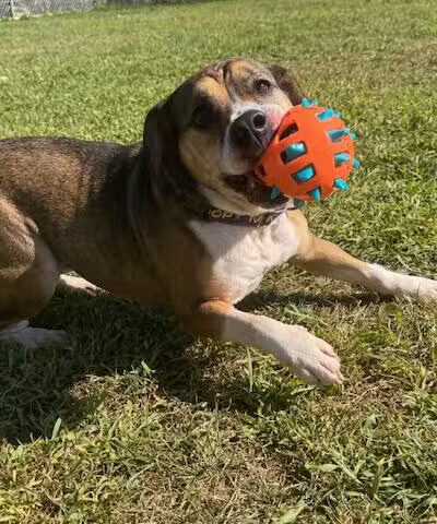 Cumberland Valley Animal Shelter - Chambersburg, PA