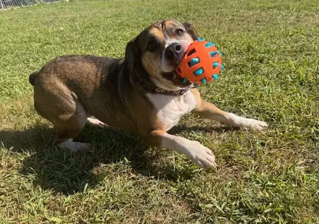 Cumberland Valley Animal Shelter - Chambersburg, PA