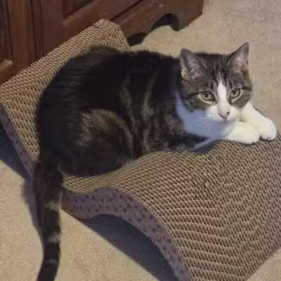 Cumberland Valley Animal Shelter - Chambersburg, PA