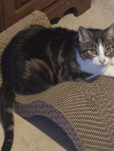 Cumberland Valley Animal Shelter - Chambersburg, PA