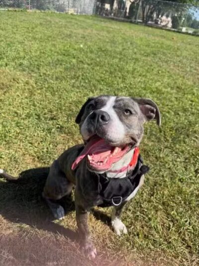 Cumberland Valley Animal Shelter - Chambersburg, PA