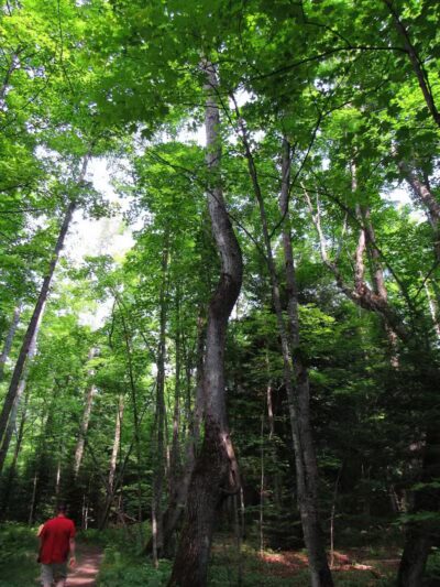 Bulldog Falls - Champion,