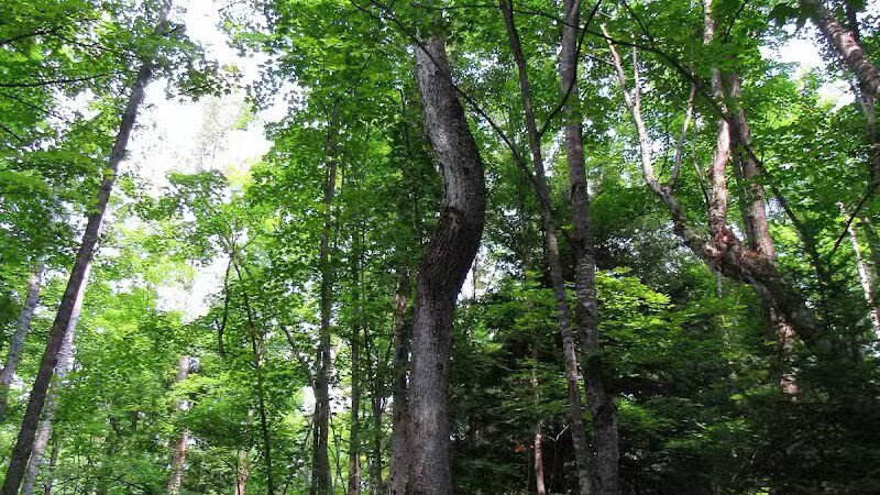 Bulldog Falls - Champion,