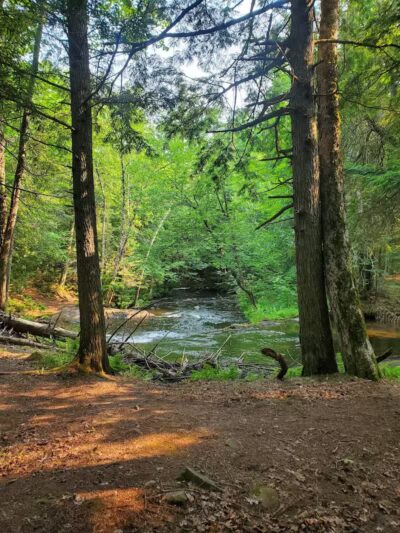 Bulldog Falls - Champion,