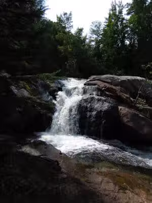 Bulldog Falls - Champion,