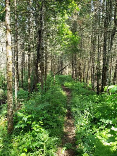 Van Riper State Park - Champion,