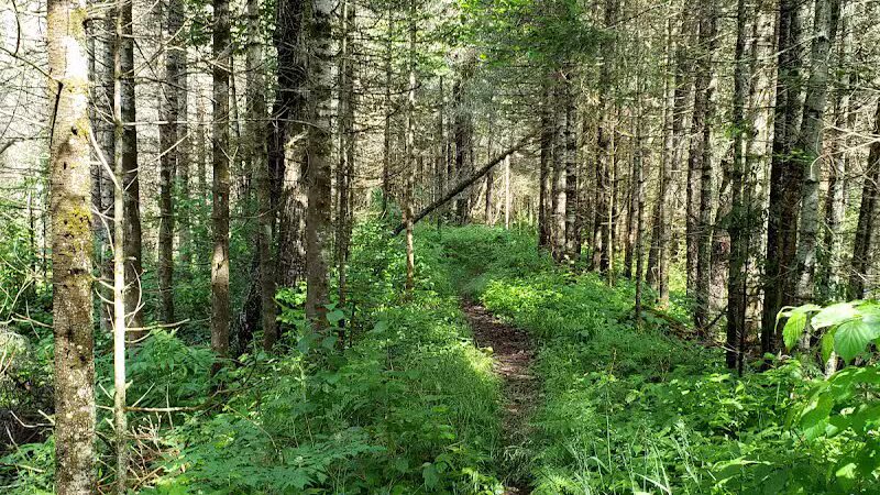 Van Riper State Park - Champion,