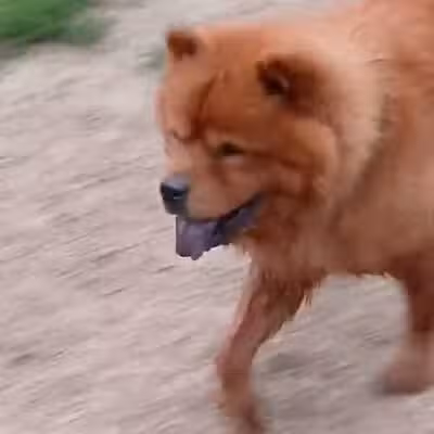 Elm Creek Park Reserve - Dog Off-leash Area - Champlin, MN