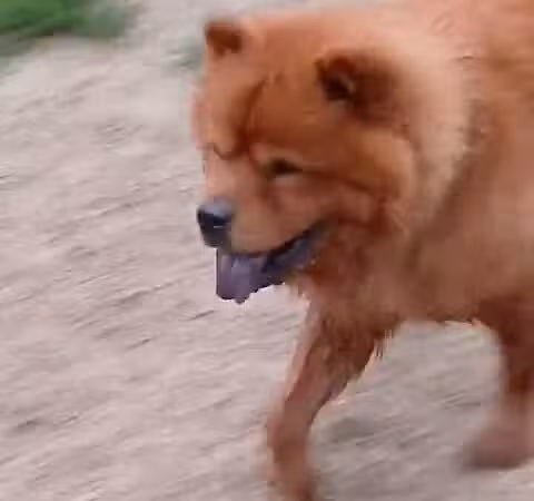 Elm Creek Park Reserve - Dog Off-leash Area - Champlin, MN