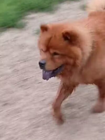 Elm Creek Park Reserve - Dog Off-leash Area - Champlin, MN