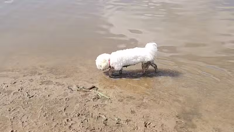 Elm Creek Park Reserve - Dog Off-leash Area - Champlin, MN