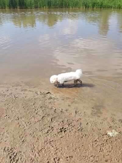 Elm Creek Park Reserve - Dog Off-leash Area - Champlin, MN