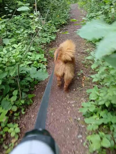 Elm Creek Park Reserve - Dog Off-leash Area - Champlin, MN