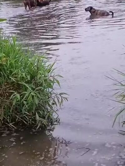 Elm Creek Park Reserve - Dog Off-leash Area - Champlin, MN