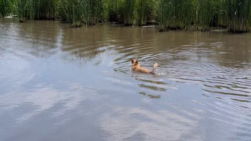 Elm Creek Park Reserve - Dog Off-leash Area - Champlin, MN