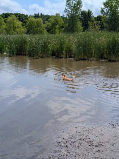 Elm Creek Park Reserve - Dog Off-leash Area - Champlin, MN