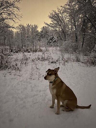Elm Creek Park Reserve - Dog Off-leash Area - Champlin, MN
