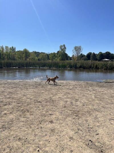 Elm Creek Park Reserve - Dog Off-leash Area - Champlin, MN