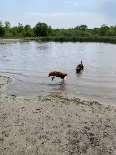 Elm Creek Park Reserve - Dog Off-leash Area - Champlin, MN