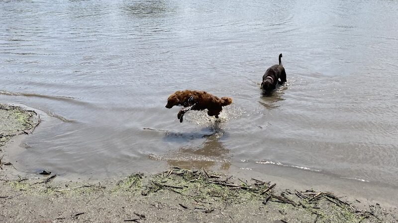 Elm Creek Park Reserve - Dog Off-leash Area - Champlin, MN