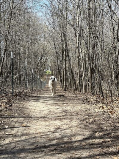 Elm Creek Park Reserve - Dog Off-leash Area - Champlin, MN