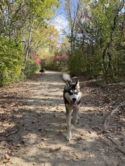 Elm Creek Park Reserve - Dog Off-leash Area - Champlin, MN