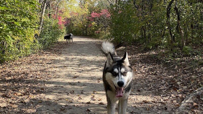 Elm Creek Park Reserve - Dog Off-leash Area - Champlin, MN