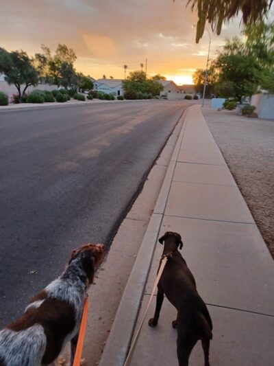 Paseo Vista Recreation Area Bark Park - Chandler, AZ