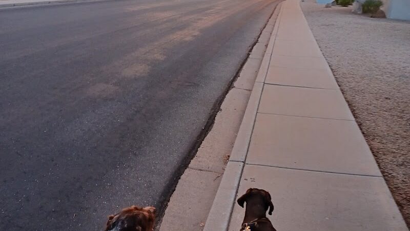 Paseo Vista Recreation Area Bark Park - Chandler, AZ