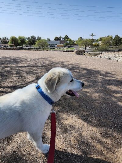 Paseo Vista Recreation Area Bark Park - Chandler, AZ