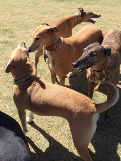 Paseo Vista Recreation Area Bark Park - Chandler, AZ