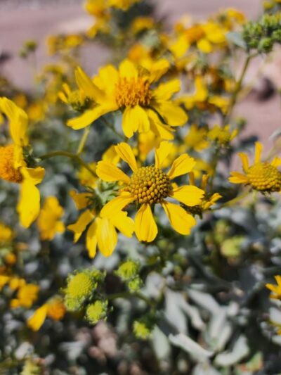 Paseo Vista Recreation Area Bark Park - Chandler, AZ