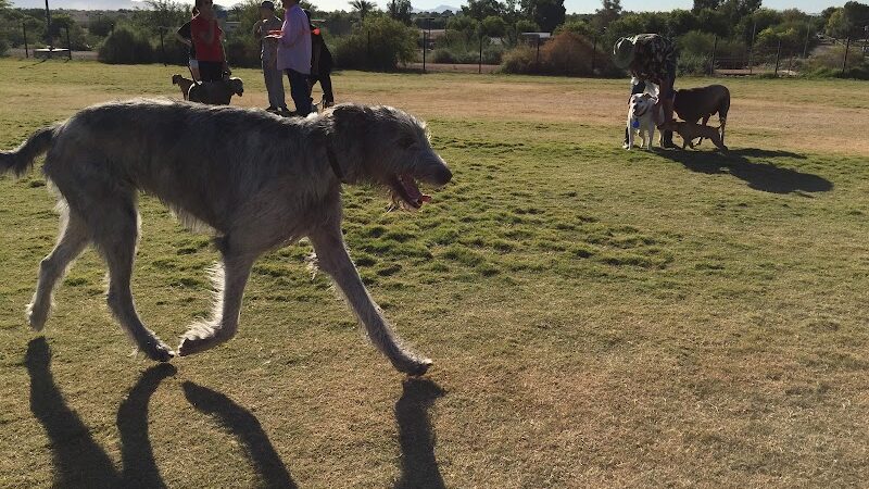 Paseo Vista Recreation Area Bark Park - Chandler, AZ