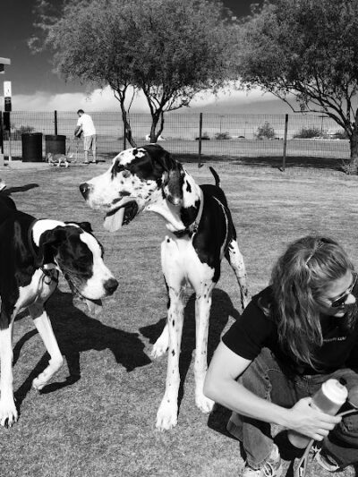 Paseo Vista Recreation Area Bark Park - Chandler, AZ