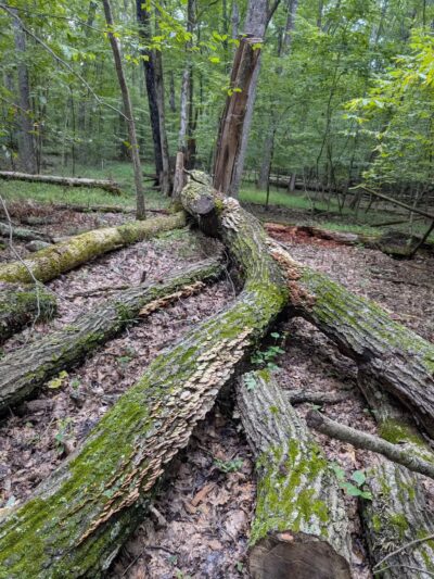Henry Horton State Park - Chapel Hill, TN