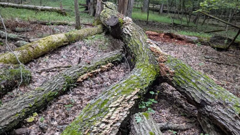 Henry Horton State Park - Chapel Hill, TN