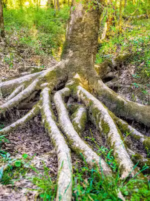 willhoite mill trailhead - Chapel Hill, TN