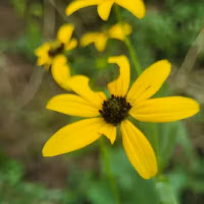 willhoite mill trailhead - Chapel Hill, TN
