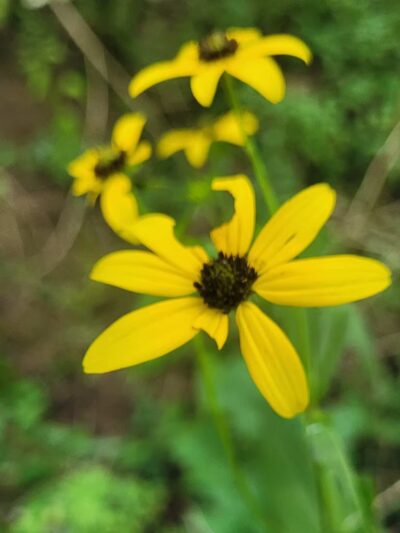 willhoite mill trailhead - Chapel Hill, TN
