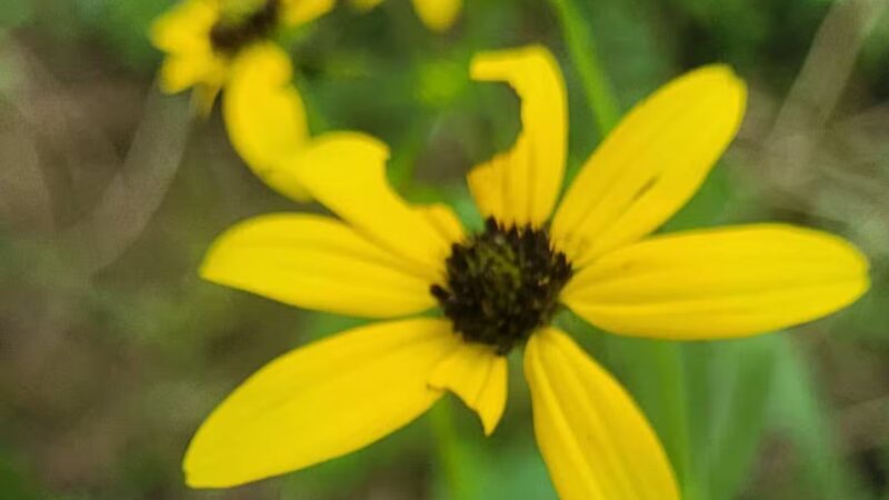 willhoite mill trailhead - Chapel Hill, TN