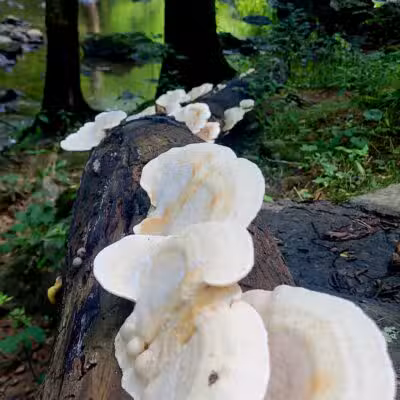 willhoite mill trailhead - Chapel Hill, TN
