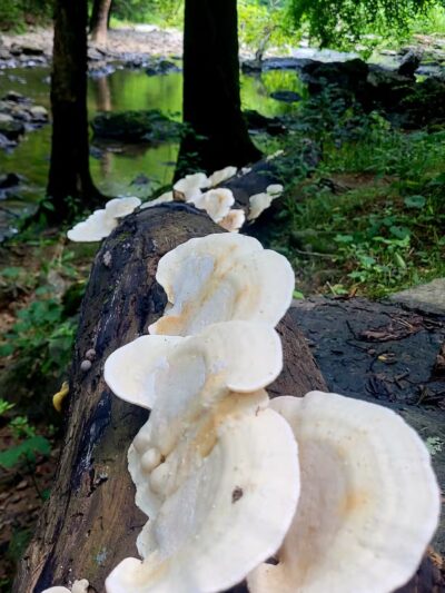 willhoite mill trailhead - Chapel Hill, TN