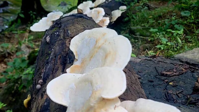 willhoite mill trailhead - Chapel Hill, TN