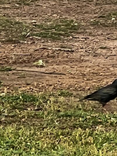 Crooked Creek Park - Chapin, SC