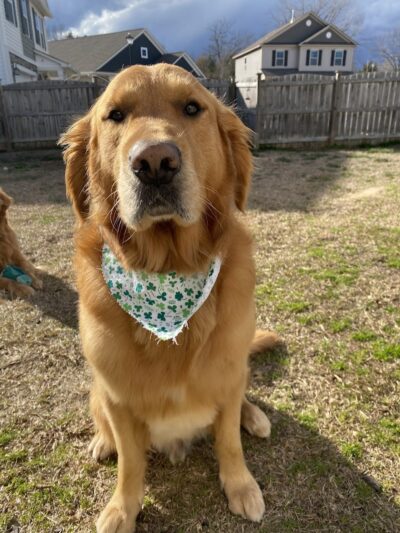Woof Gang Bakery & Grooming Chapin - Chapin, SC