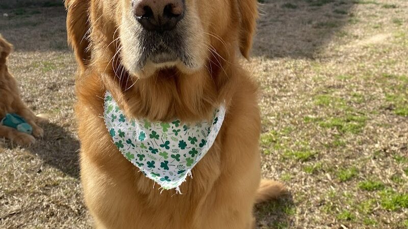 Woof Gang Bakery & Grooming Chapin - Chapin, SC