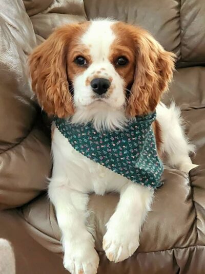 Woof Gang Bakery & Grooming Chapin - Chapin, SC