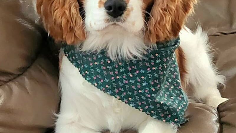 Woof Gang Bakery & Grooming Chapin - Chapin, SC