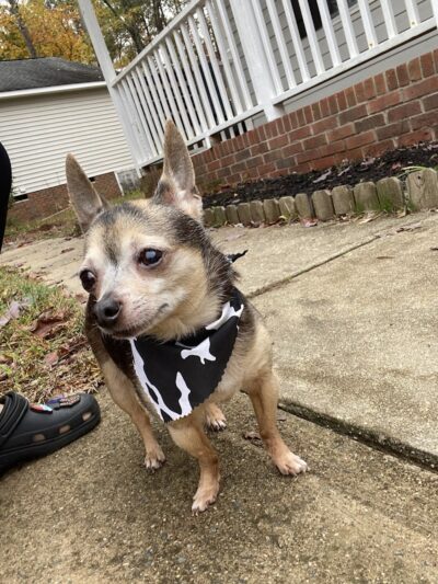 Woof Gang Bakery & Grooming Chapin - Chapin, SC